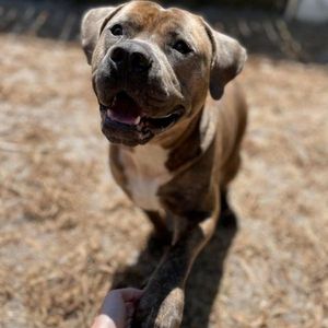 Image post by @suncoasthumane on Instagram