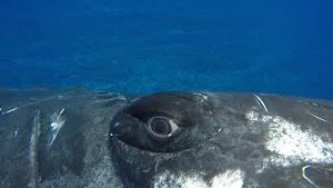 Video post by @bbcearth on YouTube