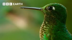 Video post by @bbcearth on YouTube