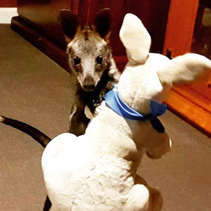 Image post by @victoriapolice on Instagram