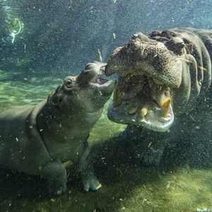 Image post by @sandiegozoo on Instagram