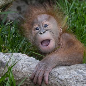 Image post by @sandiegozoo on Instagram