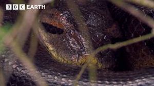 Video post by @bbcearth on YouTube