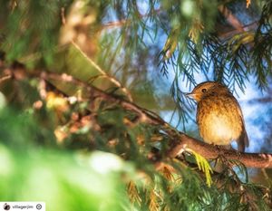 Image post by @rspb on Instagram