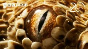 Video post by @bbcearth on YouTube