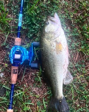 Image post by @profishiency on Instagram