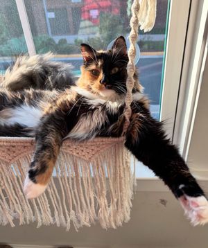 Image post by @evolvepetfood on Instagram