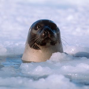 Image post by @animalplanet on Instagram
