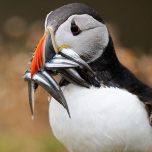 Image post by @discovery on Instagram