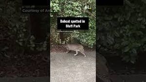 Video post by @aldotcom on YouTube