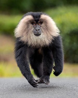 Image post by @bbcearth on Instagram