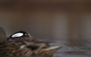Image post by @hm_birds on Instagram