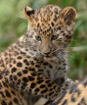 Image post by @sandiegozoo on Instagram