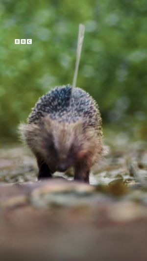 Video post by @bbcearth on TikTok