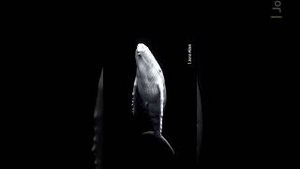 Video post by @bbcearth on YouTube