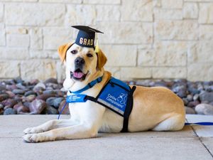 Image post by @canineorg on Instagram