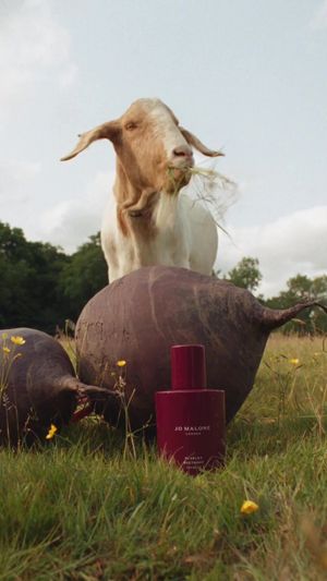 Video post by @jomalonelondon on TikTok