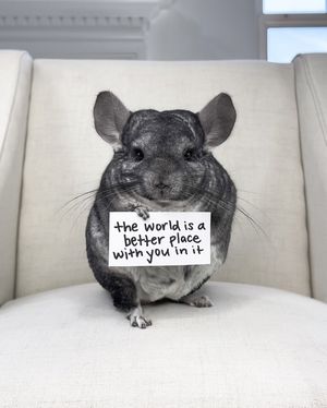 Image post by @phillychinchilly on Instagram