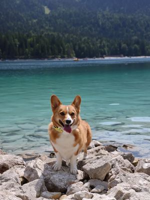 Image post by @ziggythecorg on Facebook