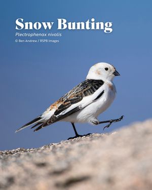 Image post by @rspb on Instagram
