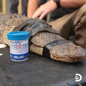 Image post by @Discovery on Twitter