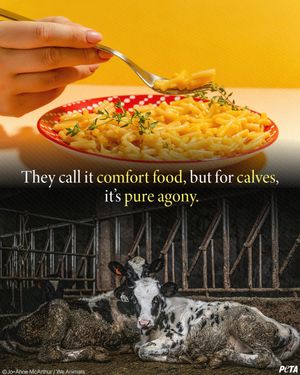Image post by @peta on Instagram