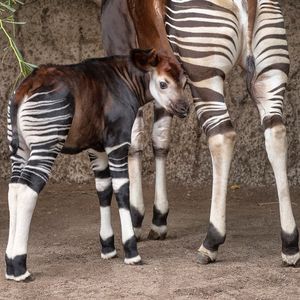 Image post by @sandiegozoo on Instagram