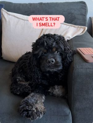 Image post by @petsmart on Instagram