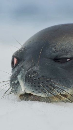 Video post by @bbcearth on Instagram