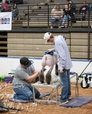 Image post by @AmericanRoyalLivestock on Facebook