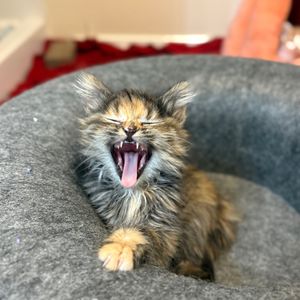 Image post by @spokhumanesoc on Instagram