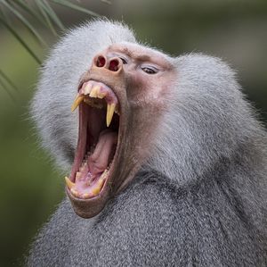 Image post by @sandiegozoo on Instagram