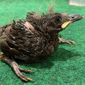 Image post by @sandiegozoo on Instagram