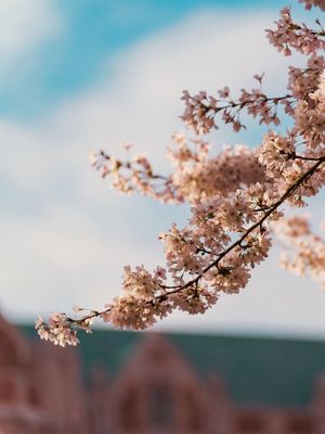 Image post by @uwathletics on Instagram
