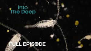 Video post by @bbcearth on YouTube