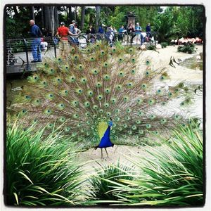 Image post by @sandiegozoo on Instagram