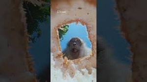 Video post by @dji on YouTube