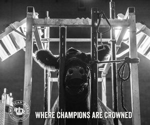 Image post by @AmericanRoyalLivestock on Facebook