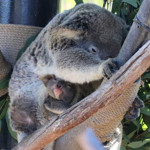 Image post by @sandiegozoo on Instagram