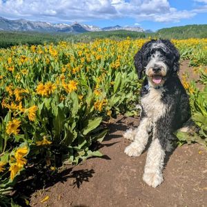 Image post by @castlerockbernedoodles on Instagram