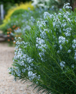 Image post by @ahs_gardening on Instagram