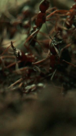 Video post by @bbcearth on TikTok