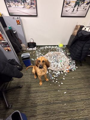 Image post by @mnwildpup on Twitter