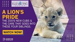 Video post by @denver8tv on YouTube