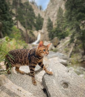 Image post by @triumphpetfood on Instagram