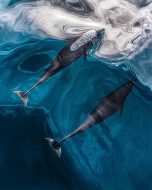 Image post by @sealegacy on Instagram