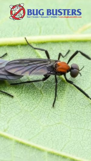 Video post by @bugbustersusa on TikTok