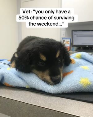 Image post by @booplethesnoot on Instagram