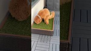 Video post by @tedflixnchill on YouTube