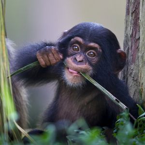 Image post by @animalplanet on Instagram